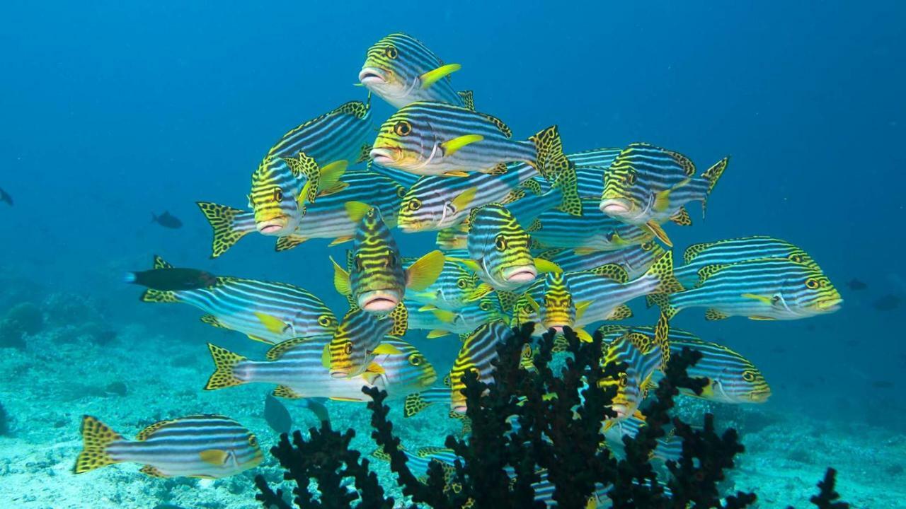 Araam Stay Hulhumale Ngoại thất bức ảnh